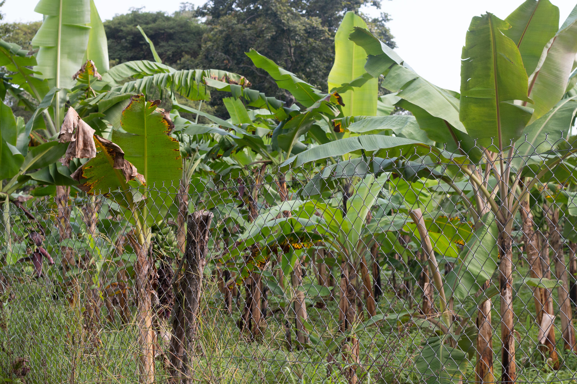 Banana plantation