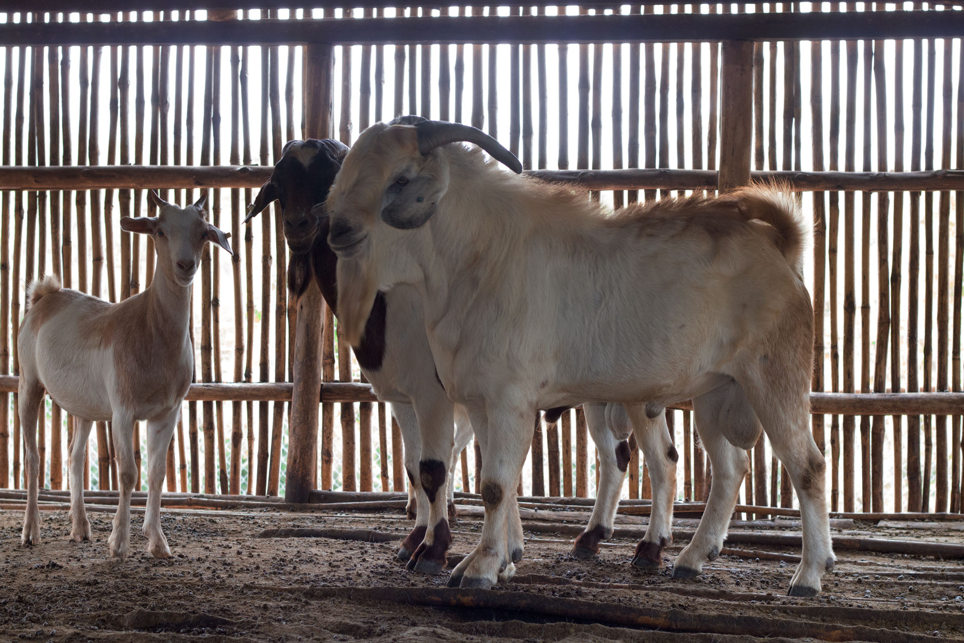 The Boer Goats