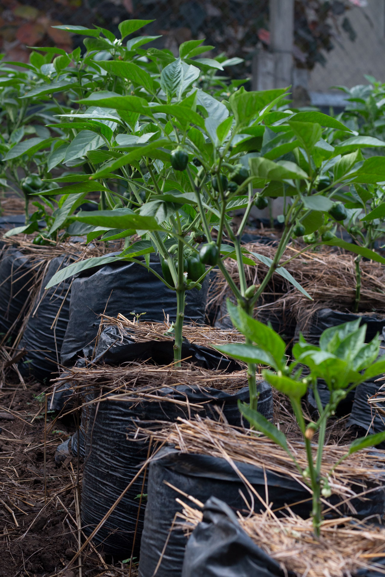 Green pepper