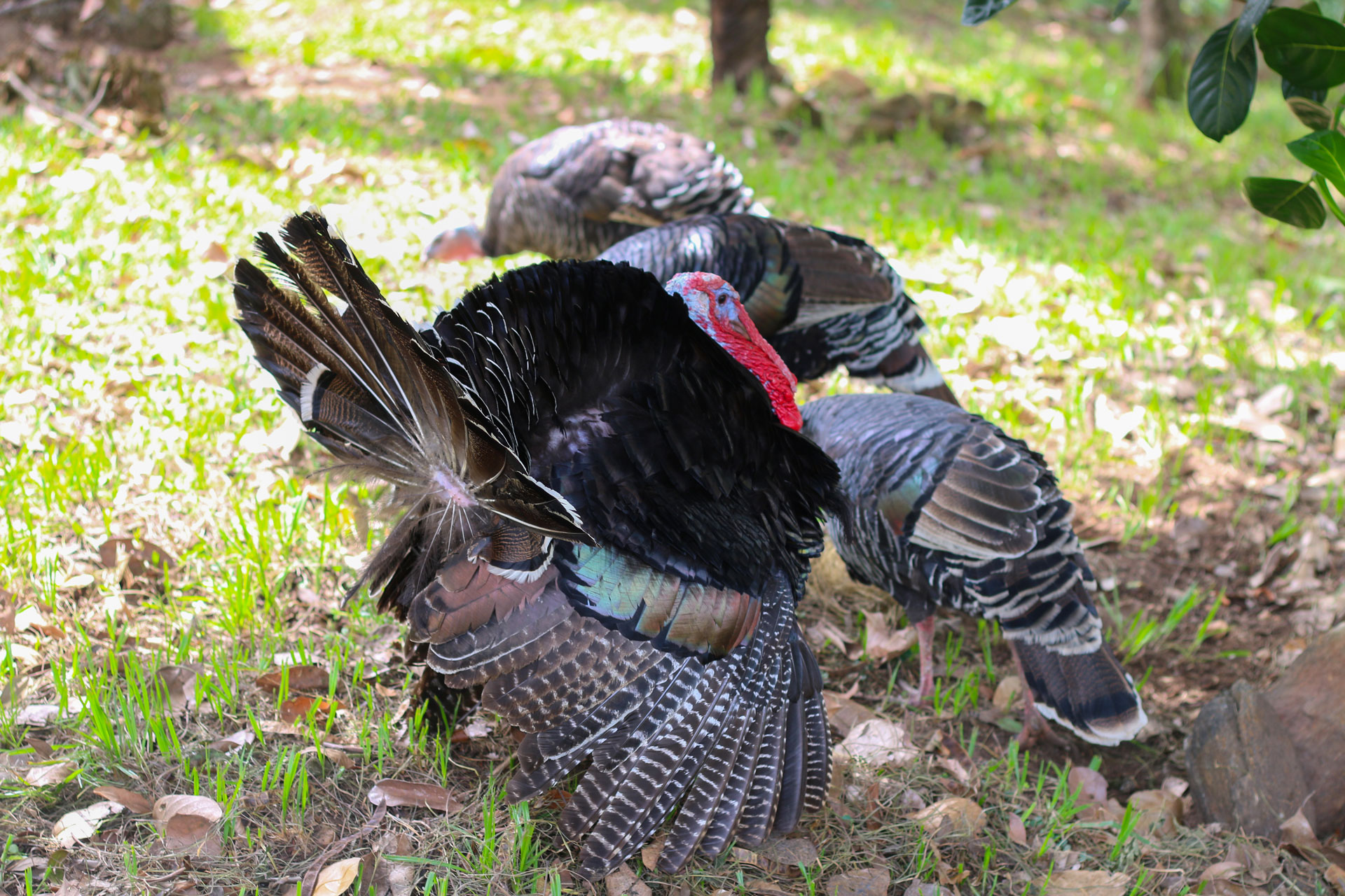 Heritage Turkey